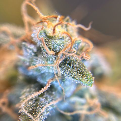 Amnesia Haze X Auto Haze growlog timeline photo