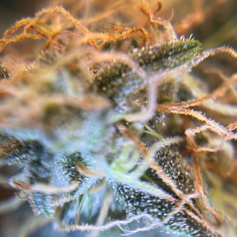 Amnesia Haze X Auto Haze growlog timeline photo