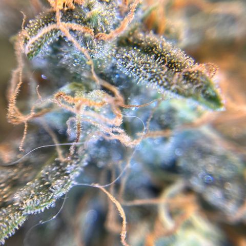 Amnesia Haze X Auto Haze growlog timeline photo