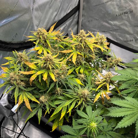 Amnesia Haze X Auto Haze growlog timeline photo