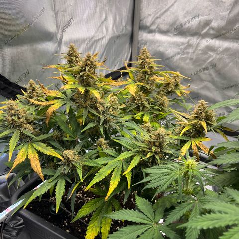 Amnesia Haze X Auto Haze growlog timeline photo