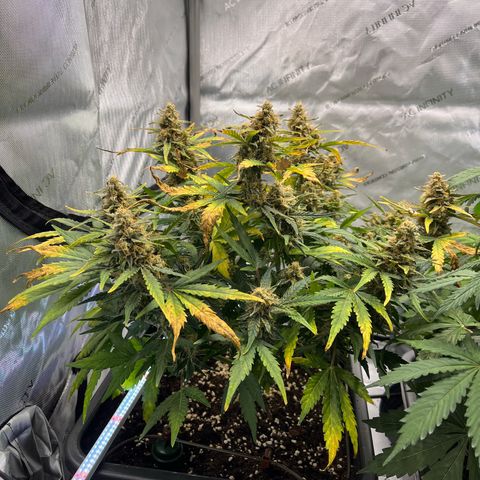 Amnesia Haze X Auto Haze growlog timeline photo