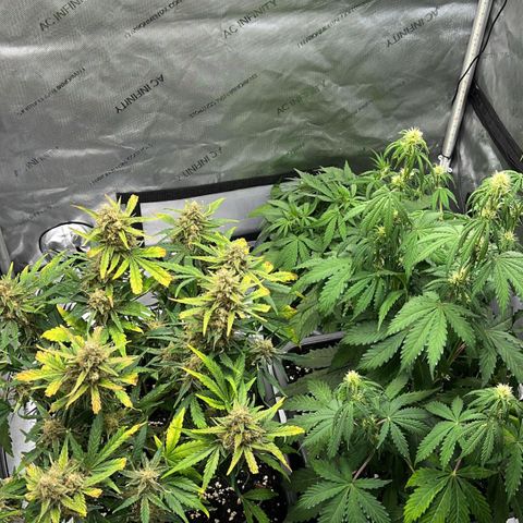 Amnesia Haze X Auto Haze growlog timeline photo