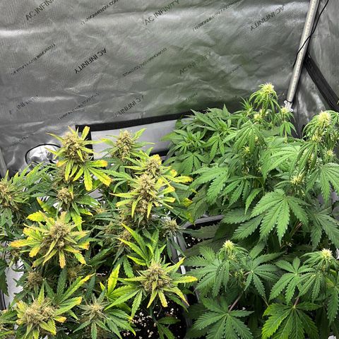 Amnesia Haze X Auto Haze growlog timeline photo
