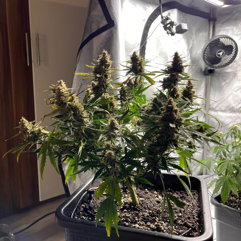 Amnesia Haze X Auto Haze growlog timeline photo