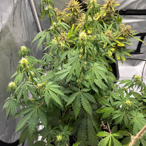 AK47 BCN selection X Auto Sativa growlog timeline photo