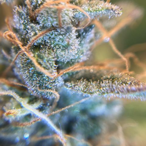 Amnesia Haze X Auto Haze growlog timeline photo