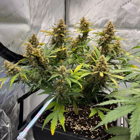 Amnesia Haze X Auto Haze growlog timeline photo