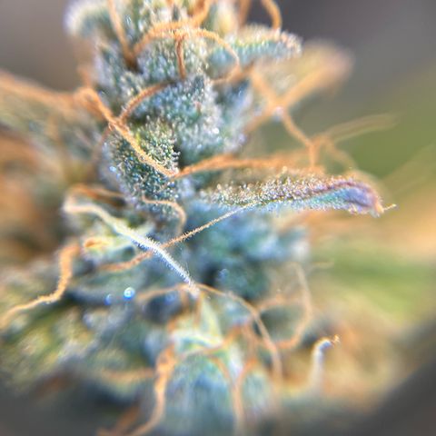 Amnesia Haze X Auto Haze growlog timeline photo