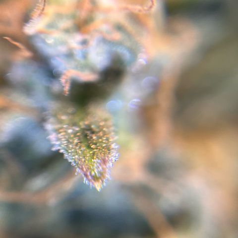 Amnesia Haze X Auto Haze growlog timeline photo