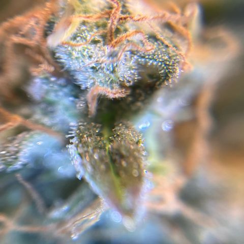 Amnesia Haze X Auto Haze growlog timeline photo