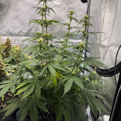 AK47 BCN selection X Auto Sativa growlog timeline photo