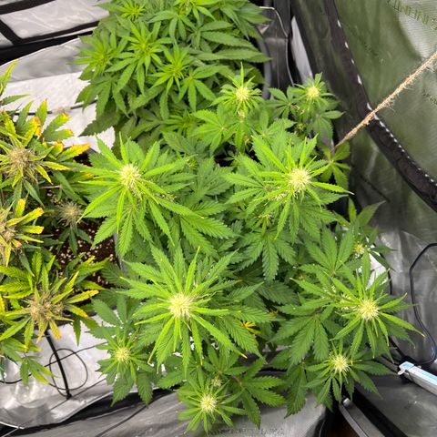 AK47 BCN selection X Auto Sativa growlog timeline photo