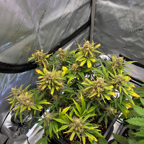 Amnesia Haze X Auto Haze growlog timeline photo