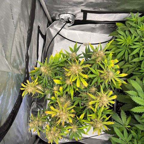 Amnesia Haze X Auto Haze growlog timeline photo