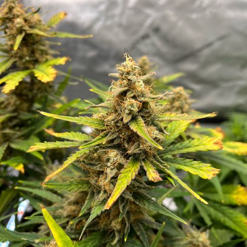 Amnesia Haze X Auto Haze growlog timeline photo