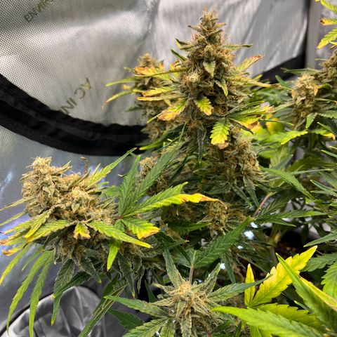 Amnesia Haze X Auto Haze growlog timeline photo