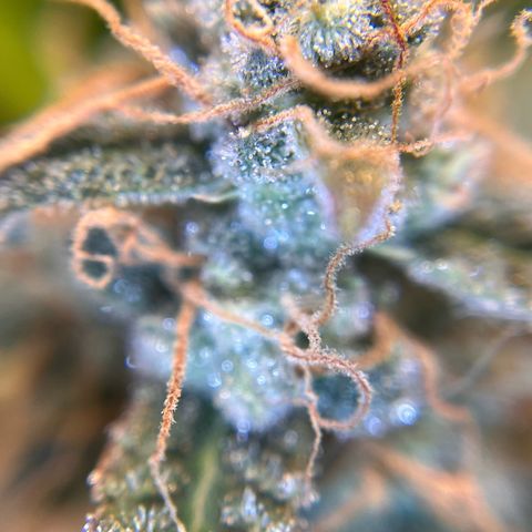 Amnesia Haze X Auto Haze growlog timeline photo