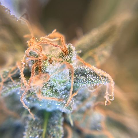 Amnesia Haze X Auto Haze growlog timeline photo