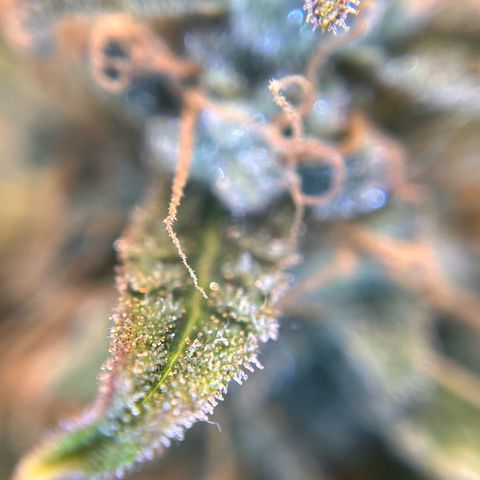 Amnesia Haze X Auto Haze growlog timeline photo