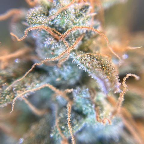 Amnesia Haze X Auto Haze growlog timeline photo