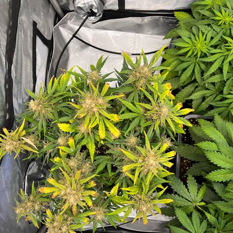 Amnesia Haze X Auto Haze growlog timeline photo