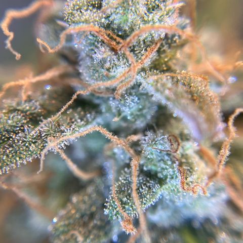 Amnesia Haze X Auto Haze growlog timeline photo