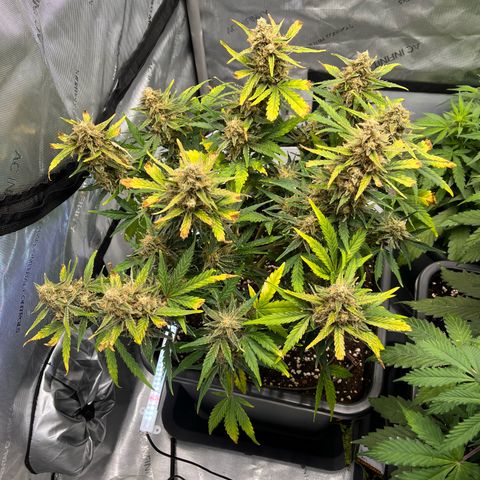 Amnesia Haze X Auto Haze growlog timeline photo