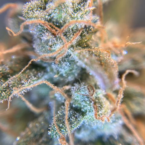 Amnesia Haze X Auto Haze growlog timeline photo