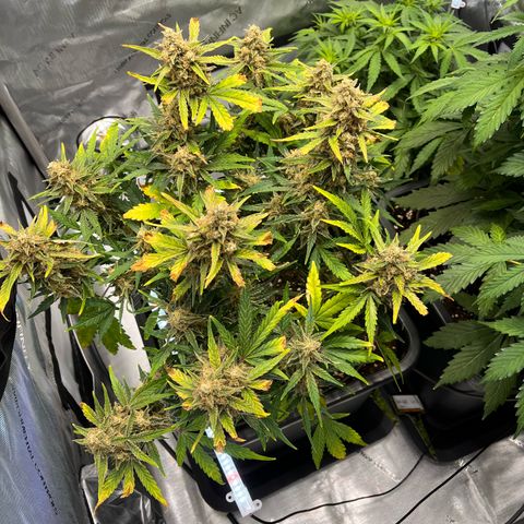 Amnesia Haze X Auto Haze growlog timeline photo