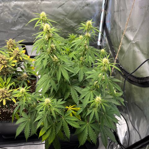AK47 BCN selection X Auto Sativa growlog timeline photo