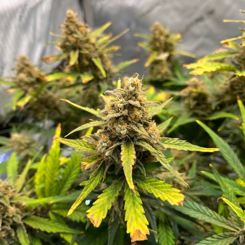 Amnesia Haze X Auto Haze growlog timeline photo
