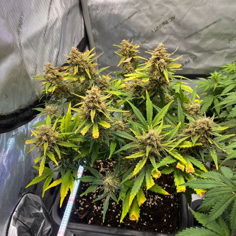 Amnesia Haze X Auto Haze growlog timeline photo