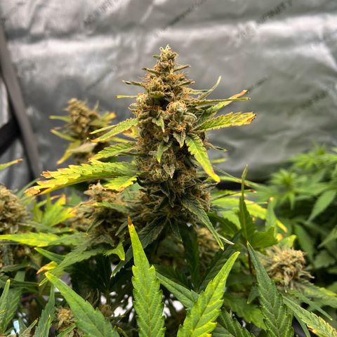Amnesia Haze X Auto Haze growlog timeline photo