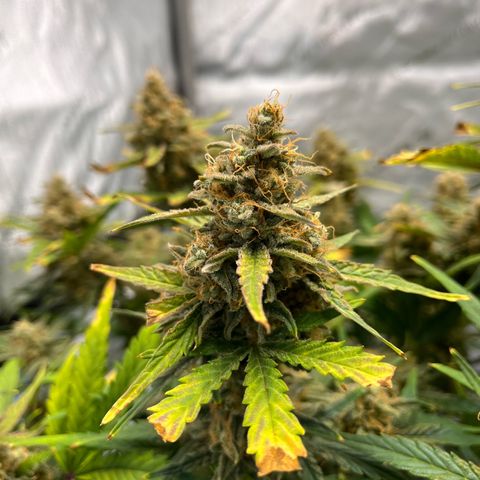 Amnesia Haze X Auto Haze growlog timeline photo