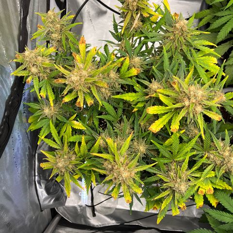 Amnesia Haze X Auto Haze growlog timeline photo