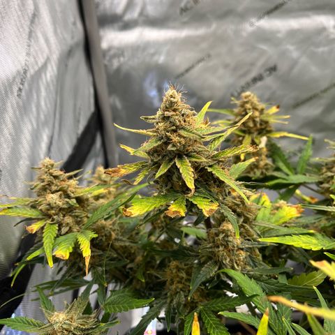 Amnesia Haze X Auto Haze growlog timeline photo
