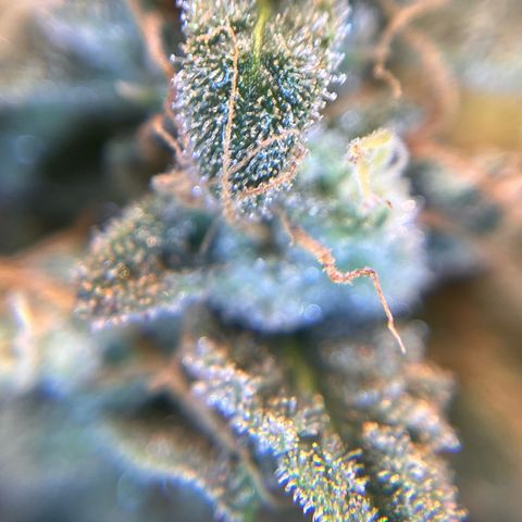 Amnesia Haze X Auto Haze growlog timeline photo