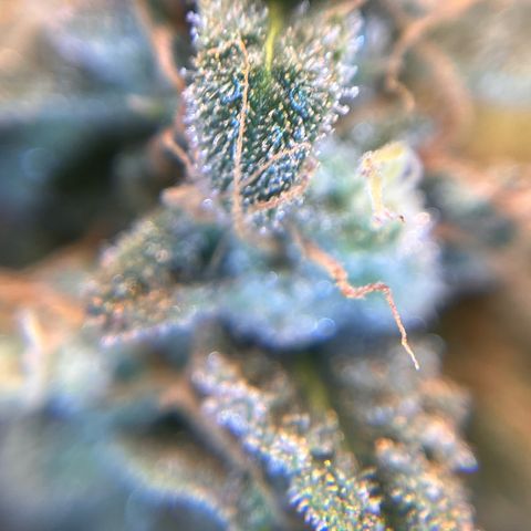 Amnesia Haze X Auto Haze growlog timeline photo