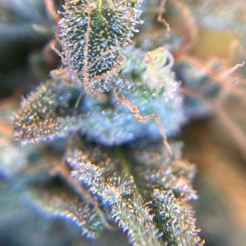 Amnesia Haze X Auto Haze growlog timeline photo