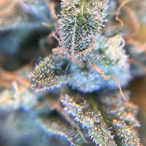 Amnesia Haze X Auto Haze growlog timeline photo