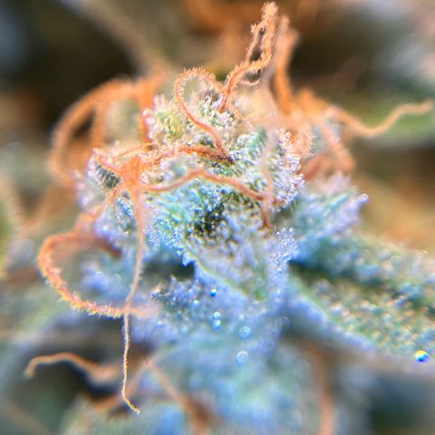 Amnesia Haze X Auto Haze growlog timeline photo