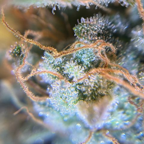 Amnesia Haze X Auto Haze growlog timeline photo