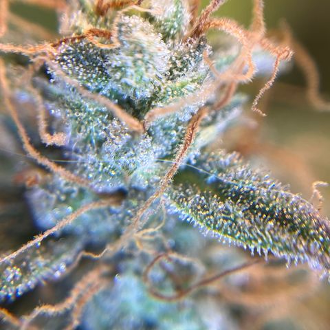 Amnesia Haze X Auto Haze growlog timeline photo