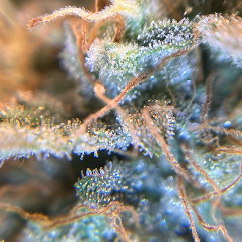 Amnesia Haze X Auto Haze growlog timeline photo