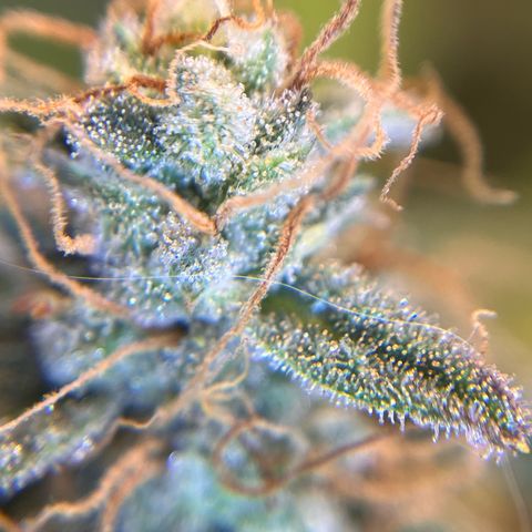 Amnesia Haze X Auto Haze growlog timeline photo