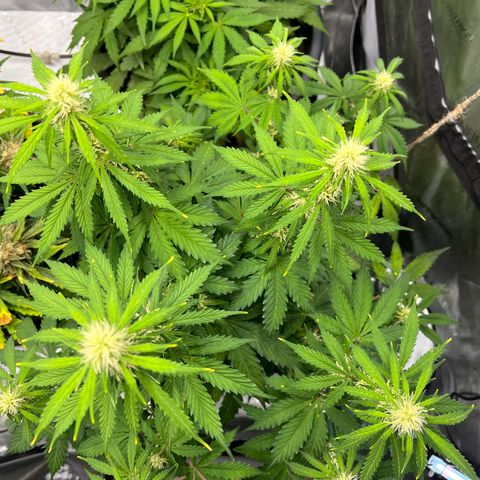 AK47 BCN selection X Auto Sativa growlog timeline photo