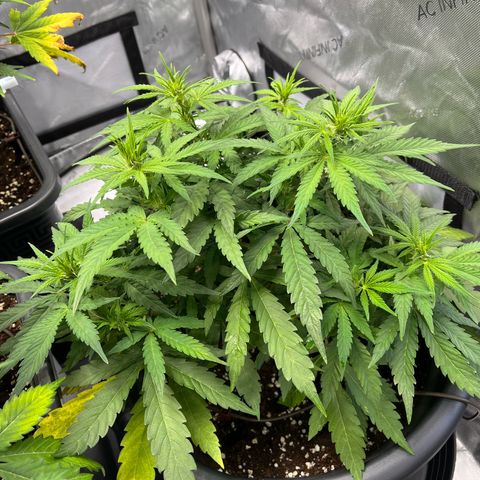 AK47 BCN selection X Auto Sativa growlog timeline photo