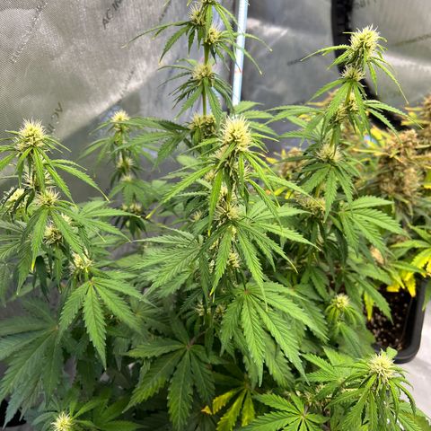 AK47 BCN selection X Auto Sativa growlog timeline photo