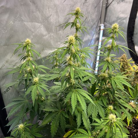 AK47 BCN selection X Auto Sativa growlog timeline photo